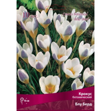 Крокус Блу Берд