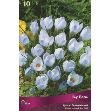 Крокус Блу Перл