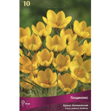 Крокус Голдилокс