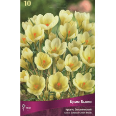 Крокус Крим Бьюти (ботанический)