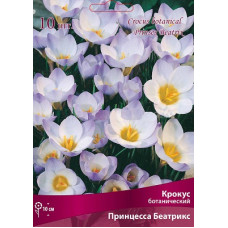 Крокус Принцесса Беатрикс