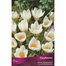 Крокус Сноубантин (ботанический)