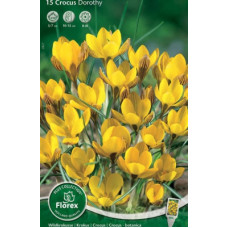 Крокус Дороти (ботанический)