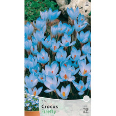 Крокус Файрфлай