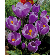 Крокус Флауэ Рекорд