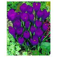 Крокус Гранд Мэтр