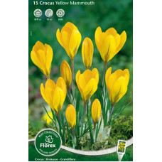 Крокус Йеллоу Мэммуф (крупноцветковый)