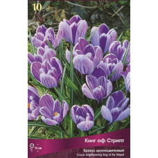 Крокус Кинг оф Страйпт