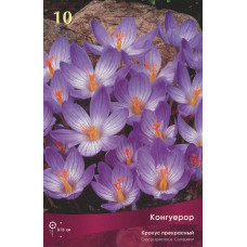 Крокус Конкерор