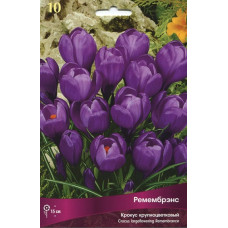 Крокус Ремембрэнс