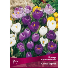 Крокус крупноцветковый, смесь сортов