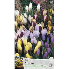 Крокус ботанический, смесь окрасок