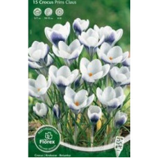 Крокус Принц Клаус (ботанический)