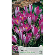 Крокус Томазини