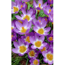 Крокус Зибера Триколор