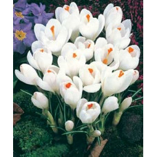 Крокус Жанна д'Арк