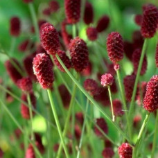 Кровохлёбка лекарственная Танна  