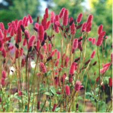 Кровохлебка Мензиса