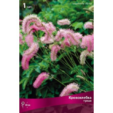 Кровохлебка тупая (видовая норма)