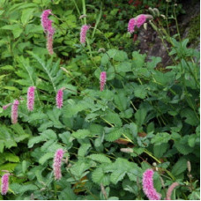 Кровохлёбка тупая