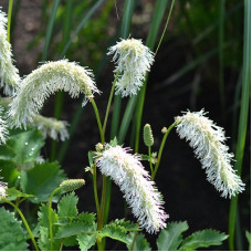 Кровохлёбка тупая Альба