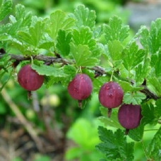 Крыжовник Ахиллес