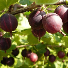 Крыжовник Арлекин