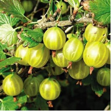 Крыжовник Берилл