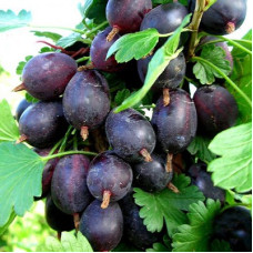 Крыжовник Черносливовый