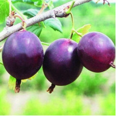 Крыжовник Финик