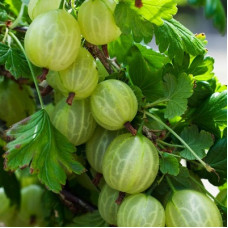 Крыжовник Инвикта