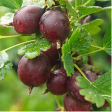 Крыжовник Каптиватор