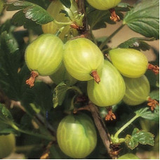 Крыжовник Хиномаки Грин