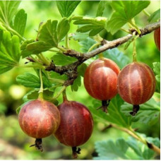 Крыжовник Колобок