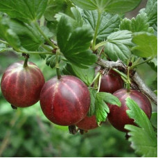 Крыжовник Командор