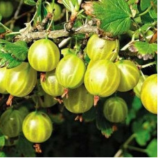 Крыжовник Малахит