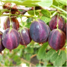 Крыжовник Мичуринец