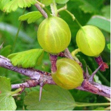 Крыжовник Пушкинский