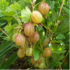 Крыжовник Родник