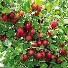 Крыжовник Розовый 2 