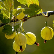 Крыжовник Русский Желтый