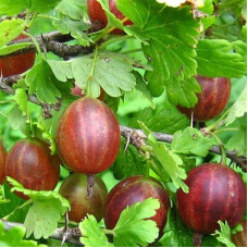 Крыжовник Сеянец Смены