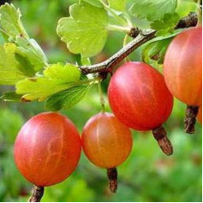 Крыжовник Шершневский