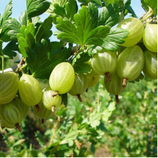 Крыжовник Снежана