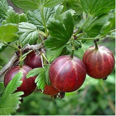 Крыжовник Спайнфри