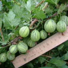 Крыжовник Уральский изумруд