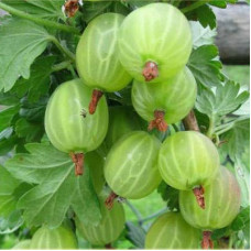 Крыжовник Вайт Триумф