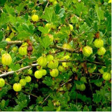 Крыжовник Яровой