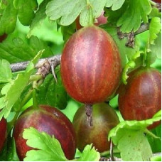 Крыжовник Юбиляр