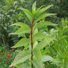 Форзиция корейская Кумсон